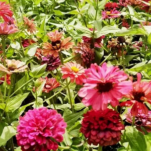 200pcsVibrant Zinnia Garden Seeds: Giant Zinnia Flower Seeds for Planting Outdoors for a Colorful Garden