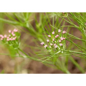 Cumin - Herb Seeds