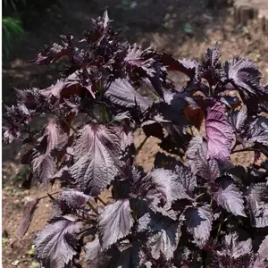Vietnamese Perilla Frutescens shiso Beefsteak plant Seeds 5 Pack x 800 Seeds Non-GMO Heirloom Home Garden