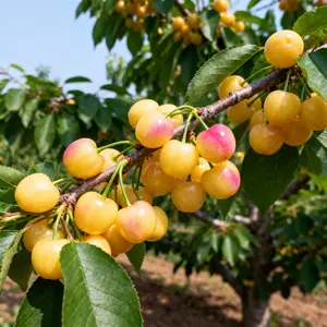Rainier Cherry Tree Seedling – Live Sweet Cherry Starter Tree, Yellow-Fruit Variety, Hardy Outdoor Fruit Tree Seedling for Garden Planting, Landscaping, and Home Orchard Growing