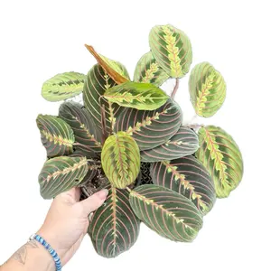 4” Red Maranta, Prayer Plant