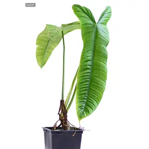 Philodendron sharoniae Mosquera