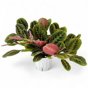 Maranta Red, 6 Inch Pot, Pet safe