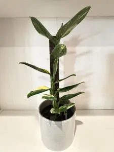 Monstera Standelana Pole - 6''