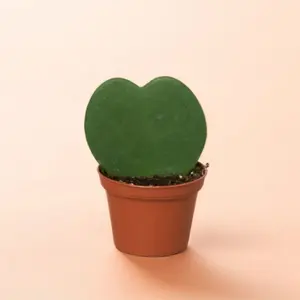 4" Hoya Kerrii Sweetheart – Indoor Live Plant, Heart-Shaped Succulent Leaves, Trailing Wax Plant, Easy Care & Beginner Friendly, Pet Friendly, Bright Indirect Light, Rare Fragrant Blooms, Perfect Gift