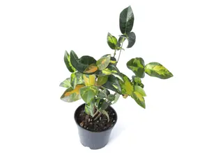 Jasmine Sunset 2” Potted Live Plant - Trachelospermum Asiaticum - Rare Variegated Vine - Asiatic Jasmine - Orange, Gold, & Bronze Foliage - Unique Indoor Plant - Tropical Gift - Colorful Groundcover - Hardy Vine - Trailing Foliage  - White Flowers