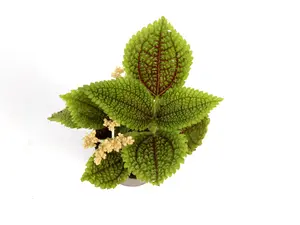 Pilea Moon Valley 2” Potted Live Plant - Friendship Plant - Rare Exotic Houseplant - Deeply Textured Foliage - Cratered Leaves - Tropical Gift - Unique Indoor Plant - Burgundy Undersides - Chartreuse & Bronze - Terrarium Plant - Non Toxic, Pet Friendly