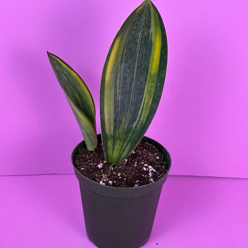 Sansevieria Whale Fin Variegated 6 | Variegated Snake Plant | Rare Plant -  TikTok Shop