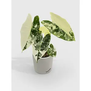 Variegated Alocasia 'Frydek'