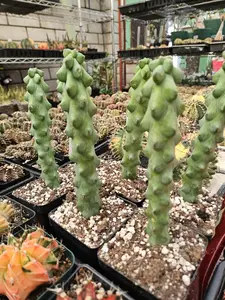 Myrtillocactus Geometrizans Boobie Cactus Tall Rooted Cacti Whimsical Appearance Low Maintenance Playful Silhouette Unique Succulent for Garden or Indoor Space