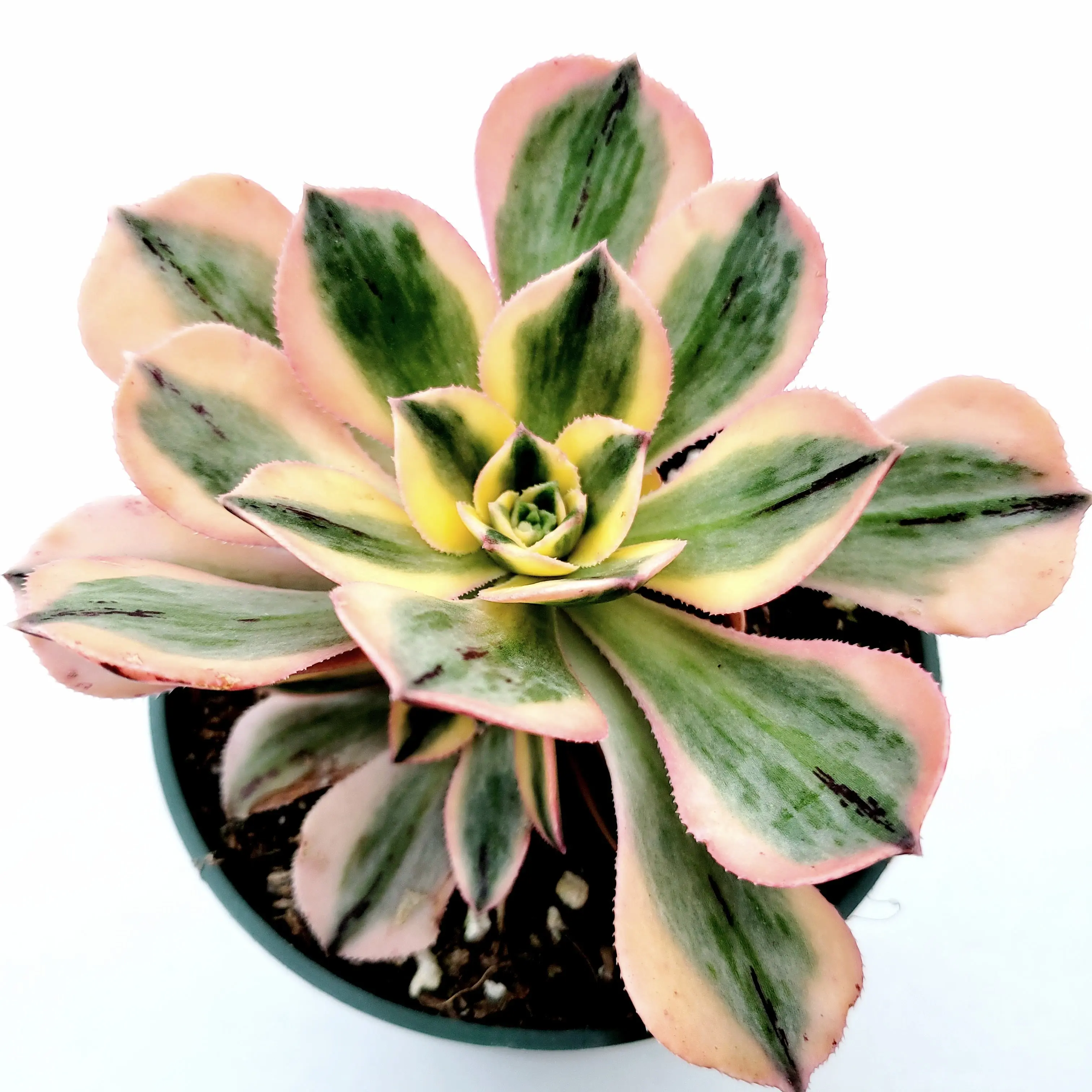 Aeonium 'Sunburst' Aeonium 'Sunburst'