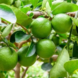 Persian Lime Tree 5” Indoor Live Houseplant - Juicy Limes & Glossy Green Foliage - Perfect for Patios & Greenhouses - On Sale Now!
