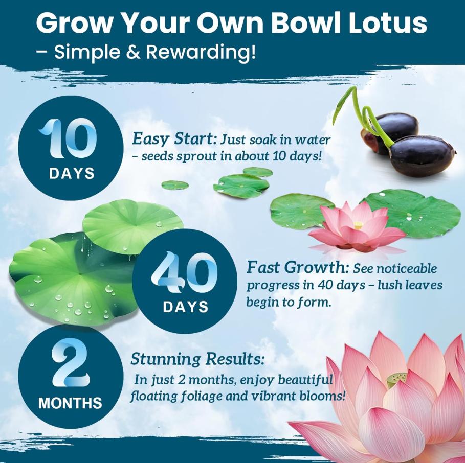 Mini Lotus Seeds Non-GMO – Easy-to-Grow Dwarf Lotus, Colorful Blooming Aquatic Flowers, Indoor Bowl Plant & Outdoor Pond Ornamental, Beginner-Friendly, Stunning Summer Blooms