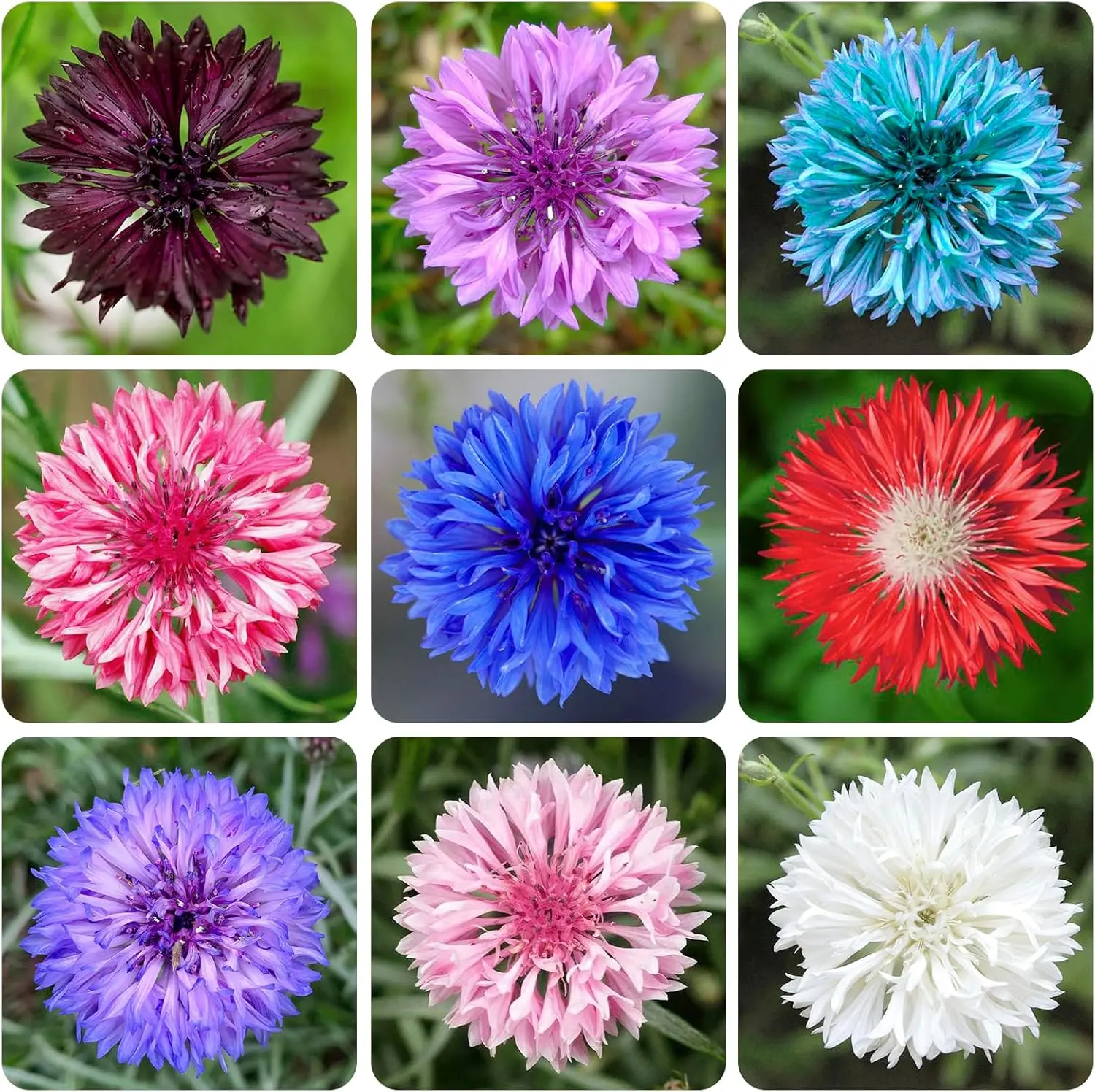 200+ Mix Cornflower Seeds for Planting - Non-GMO Bachelor Button Flower Seeds Garden Outdoor,Perennial Plant Seeds