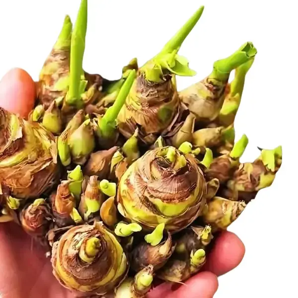 Night-Blooming Fragrant Tuberose Bulbs for Planting (2 Count), Ideal for Patio, Garden Pots - Home Improvement Garden Supplies