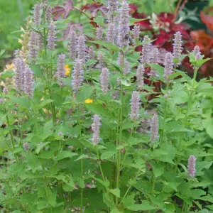 Anise Hyssop Anise Hyssop