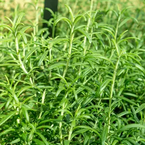 Thyme Seeds