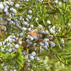 Eastern Red Cedar Junipers Tree Juniperus Seeds 4 Pack x 150 Seeds Quick Growing Nutrient-Rich Home Garden Raised