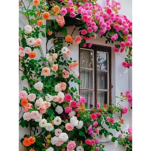 300PCS Mixed-Color Rose Seeds – Heirloom Perennial Blooms for Home & Garden – Easy to Grow, High Germination Rate, Non-GMO Flowering Plants