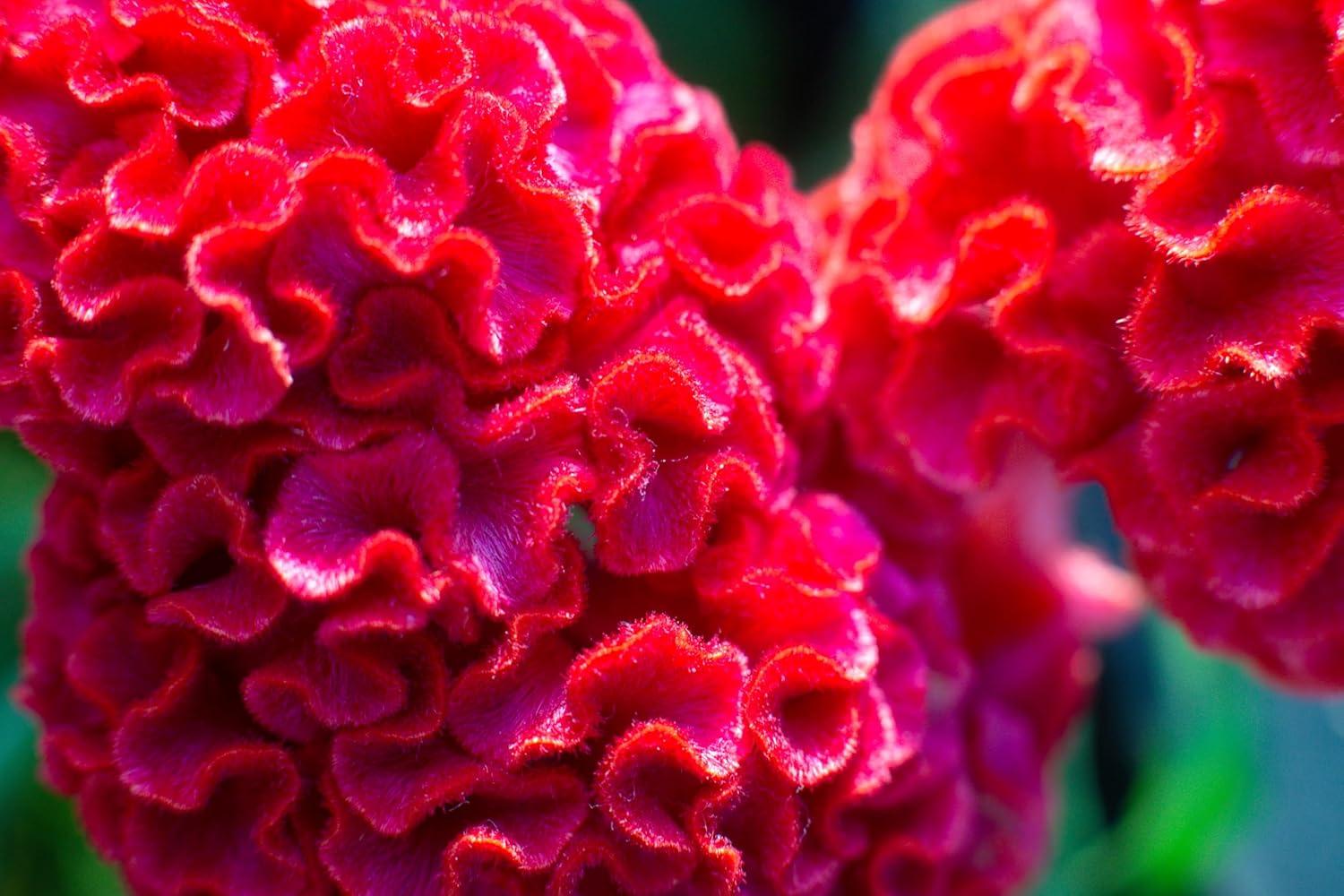 Seeds Cockscomb 600+ Seeds to Grow Celosia Cristata Celosia Cristata Velvet Flower Exotic Annual Plant Multicolor Mix
