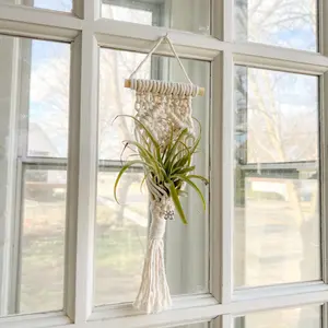 Macrame Air Plant Holder