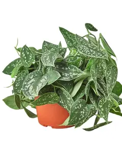 4" Satin Pothos Plant - Glossy Satin-like Leaves for Small Spaces & Easy Care Indoor Decor