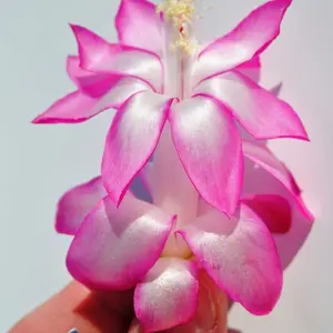 Pink White Christmas Cactus Starter Plant - May Queen - Schlumbergera - live Starter Plant
