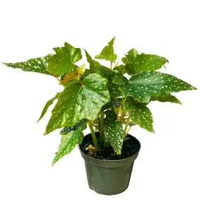 4" Begonia Lois Burks – Live Plant