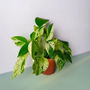 Pothos Snow Queen - 4 Inch Pot