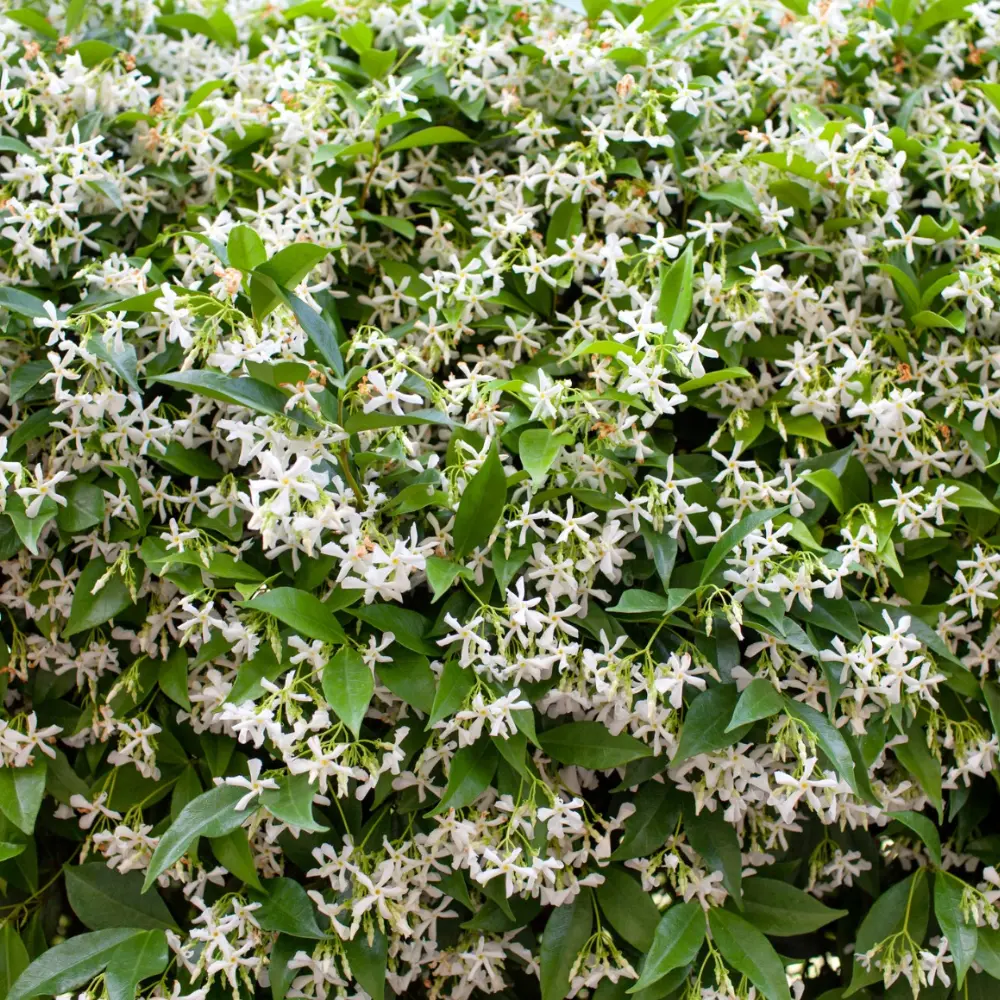 Green Confederate Star Jasmine Live Plants, Confederate Jasmine White Plant Pot, Live Jasmine Plants Outdoor Indoor, Fragrant Flower Plant