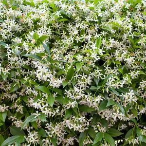 Green Confederate Star Jasmine Live Plants, Confederate Jasmine White Plant Pot, Live Jasmine Plants Outdoor Indoor, Fragrant Flower Plant