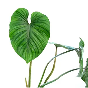 Philodendron plowmanii cf