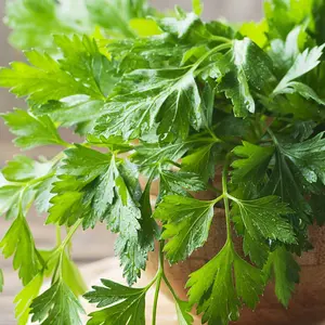 TomorrowSeeds - Giant Italian Flat-Leaf Parsley Seeds -  Non GMO Gremolata Garnish Cilantro Herb Garden Vegetable Seed For 2024 Season