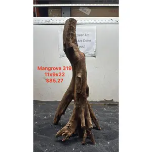 Mangrove Tree Stump 319