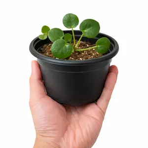Chinese Money Plant (Pilea) Live Plant | 4" Nursery Pot | Small Starter & Large Full Options