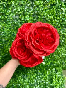 24 Inch Red English Rose Bush