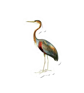 Birdy Purple Heron