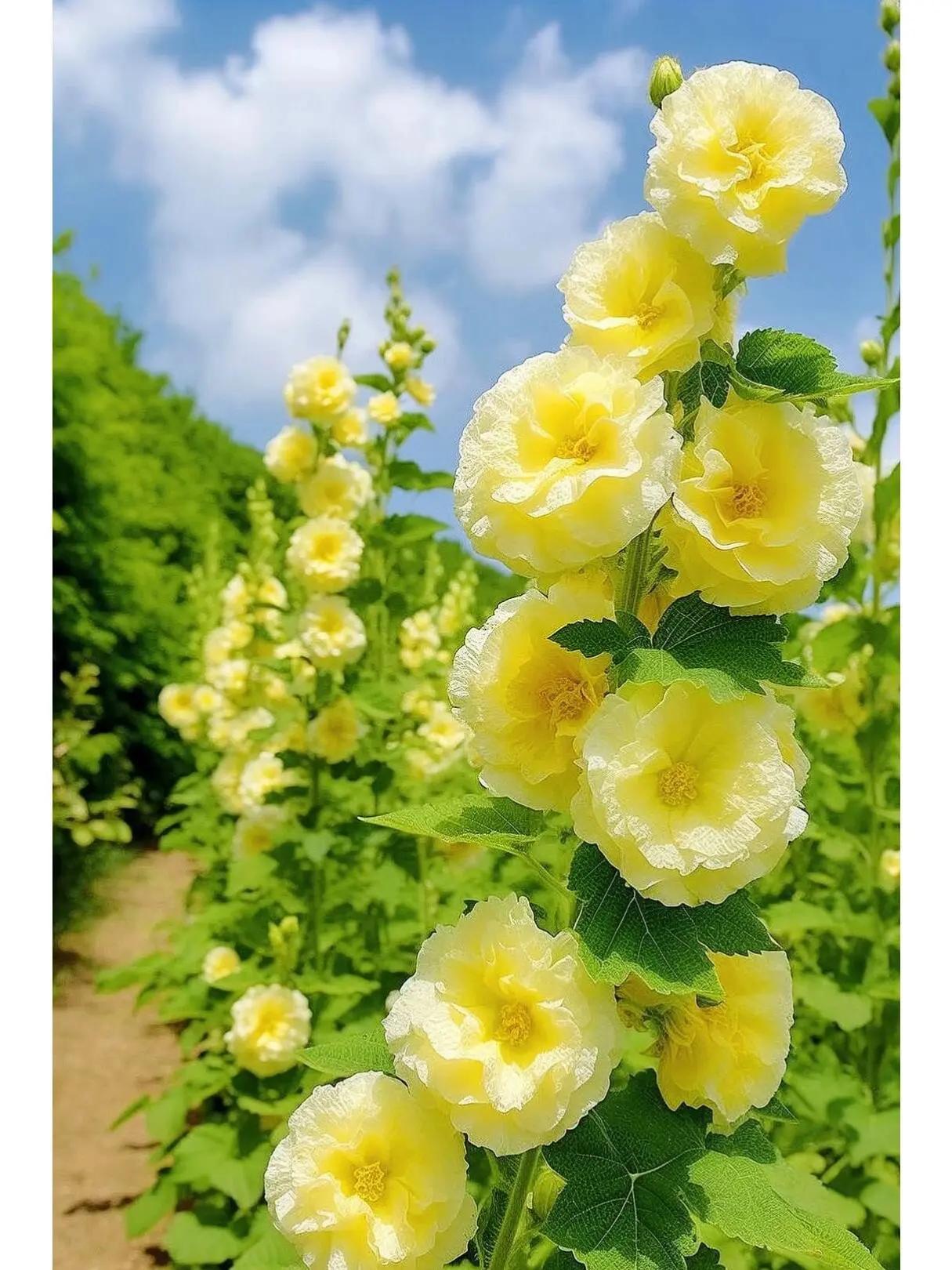 200+Double-petaled hollyhock seeds - Heirloom | Tall Blooms | Pollinator Magnet - Double Hollyhocks Flower Seeds to Plant Outside in Garden, Cottage Borders, Containers