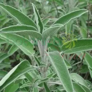 Salvia Fresca