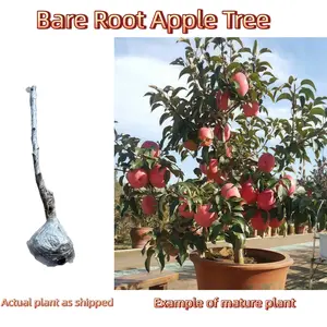 Apple Tree Seedlings for Home GardenBeginner Friendly Fruit Tree Easy to GrowBackyard Gardening Starter Plant easy-to-cultivate tree seed Compact