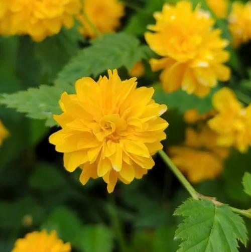 Double Begonia Seeds Non-GMO – Easy-to-Grow Double-Flowered Begonia, Full Layered Blooms, Vibrant Colors, Balcony & Garden Ornamental Plant, Beginner-Friendly