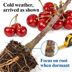 Farm Fresh Cherries Naturally Sweet & Delicious” Farm Fresh Cherries Naturally Sweet & Delicious”