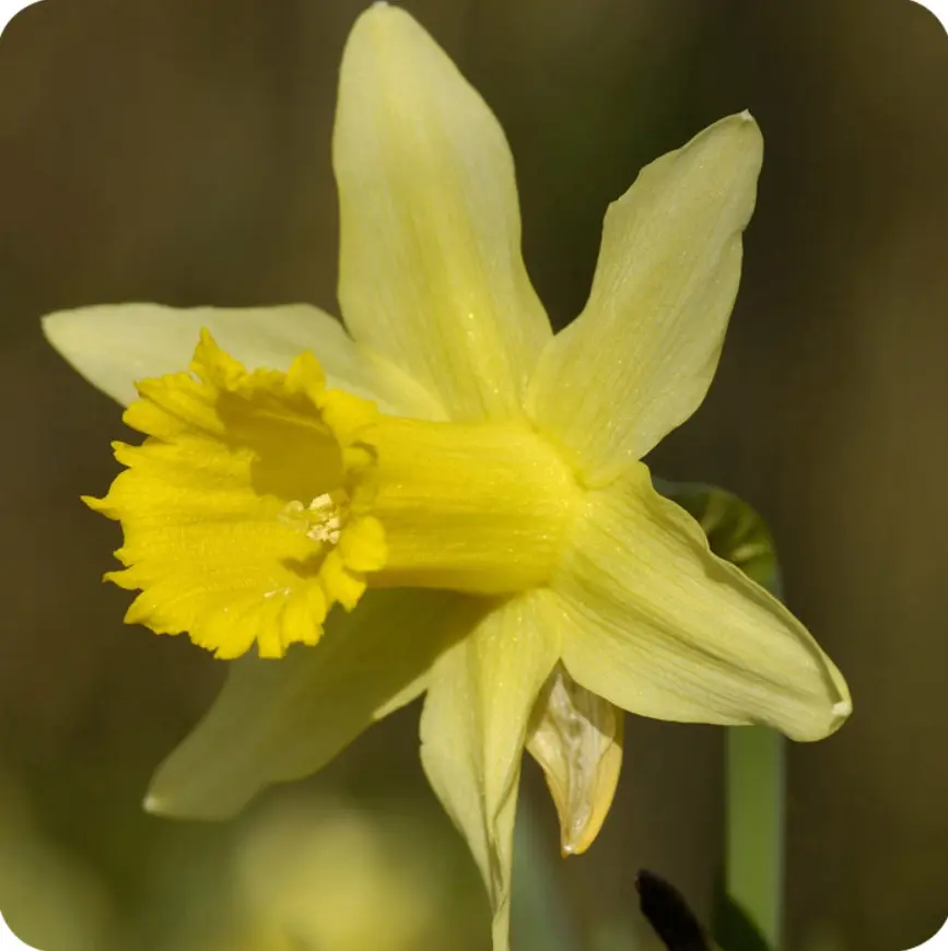 25 Wild Daffodil Bulbs - Lent Lily - Yellow Daffodil Bulbs - Yellow Daffodil Flowering Bulbs - No Ship To AK, HI and P.R.