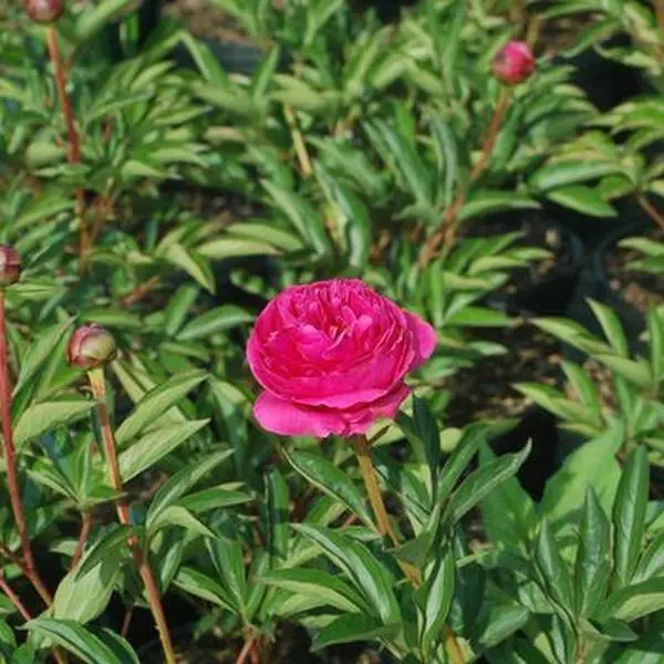 Kansas Double Peony Kansas Double Peony