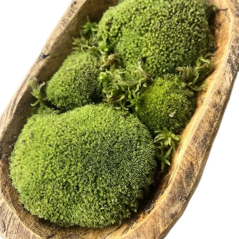 DIY Live Moss Dough Bowl Kits