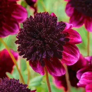 Green River 25 Rock Star Dahlia Seeds - Perennial Flower Seed Pack, Color-Rich Hybrid Variety, Ideal For Garden Borders, Bright Blooms For Summer Bouquets, Easy To Grow Pollinator Favorite