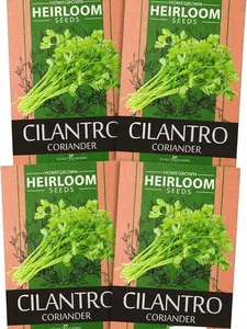 HOME GROWN 1000+ Cilantro Seeds for Planting Indoors or Outdoors - Non-GMO Heirloom Herbs, Coriander Plant Seeds - Complete Your Herb Seeds Collection for Your Indoor Herb Garden