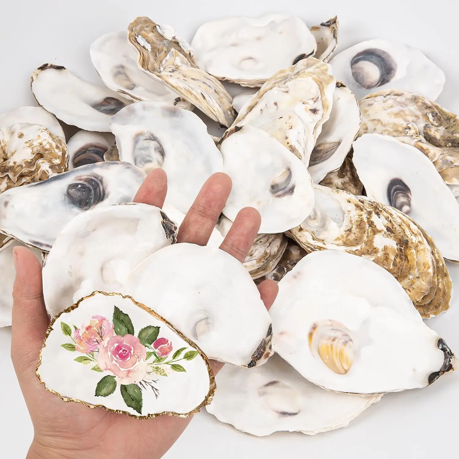 20 count Flat Oyster Shells 3"-4" Medium Oyster Shells for Crafts  Oyster Shells Bulk, for  Vase Filler, Xmas Ornaments, DIY Arts and Crafts Sea Shells