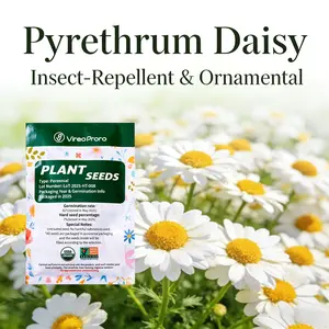Pyrethrum Daisy Seeds Chrysanthemum Cinerariifolium Non GMO Heirloom Natural Ornamental Flower Seeds Easy Grow Backyard Garden Lawn Patio Balcony Outdoor Landscape Home Gardening Untreated Planting Seeds