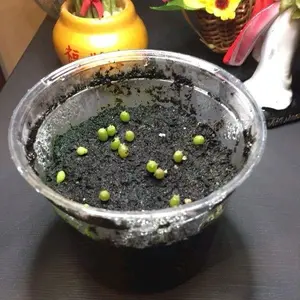 Sacred Cactus Germination Kit (Loph Willii)